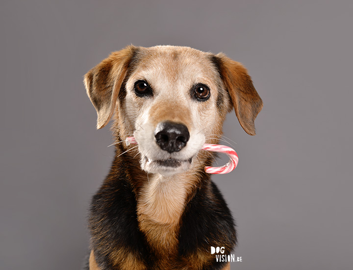 DOGvision | Christmas photoshoot ideas for dogs