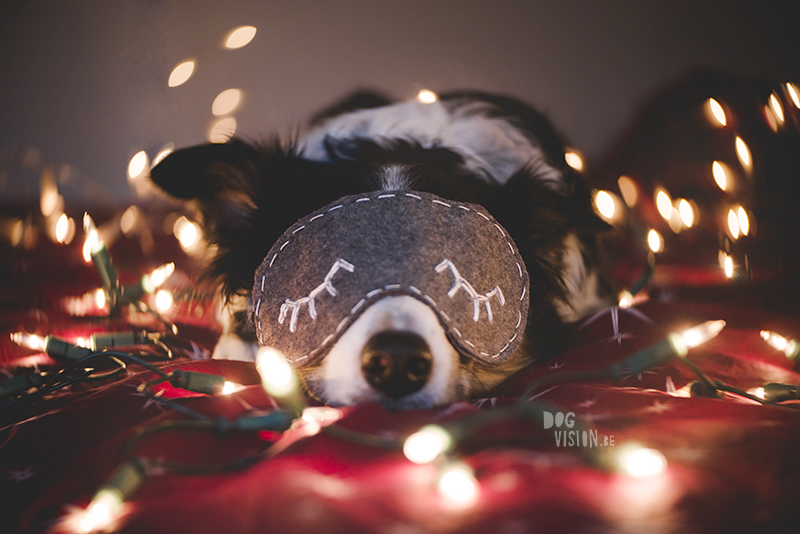 DOGvision Christmas photoshoot ideas for dogs — free download