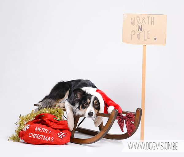 DOGvision | Christmas photoshoot ideas for dogs