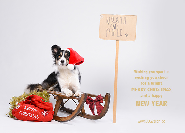 DOGvision | Christmas photoshoot ideas for dogs
