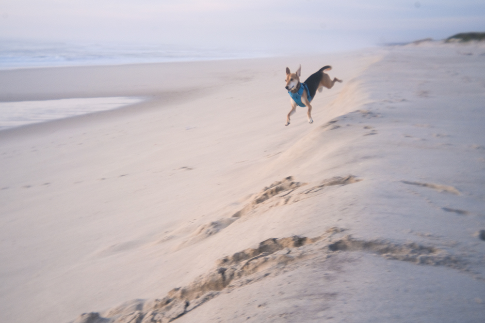 Portugal with dogs, www.DOGvision.eu
