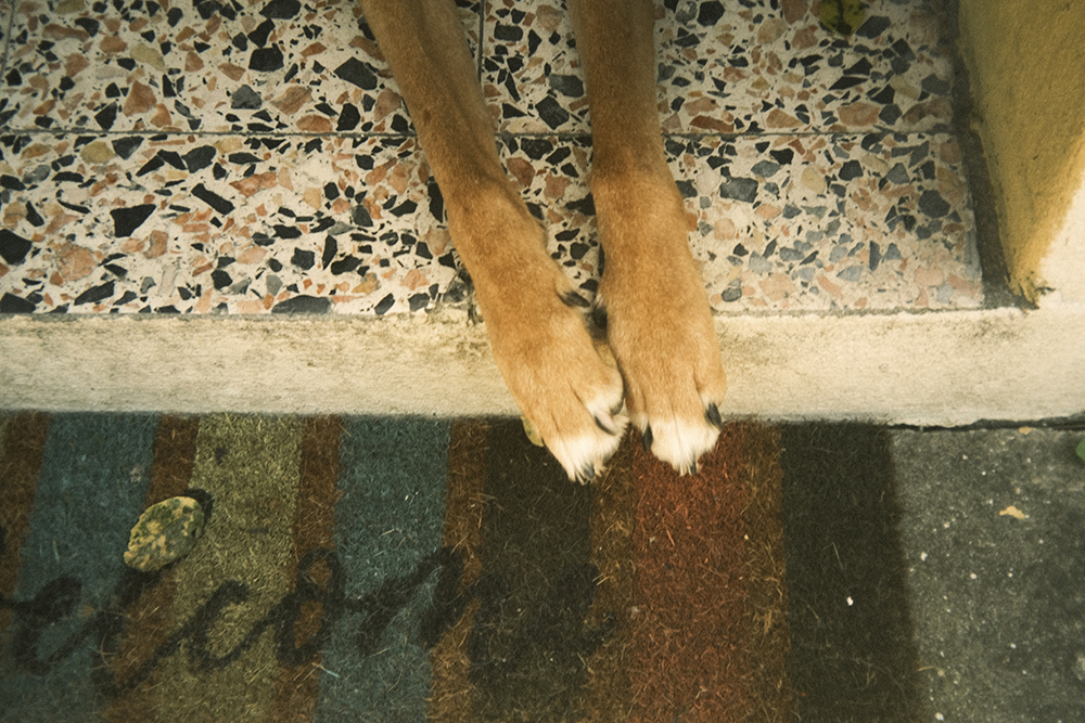 Portugal with dogs, www.DOGvision.eu
