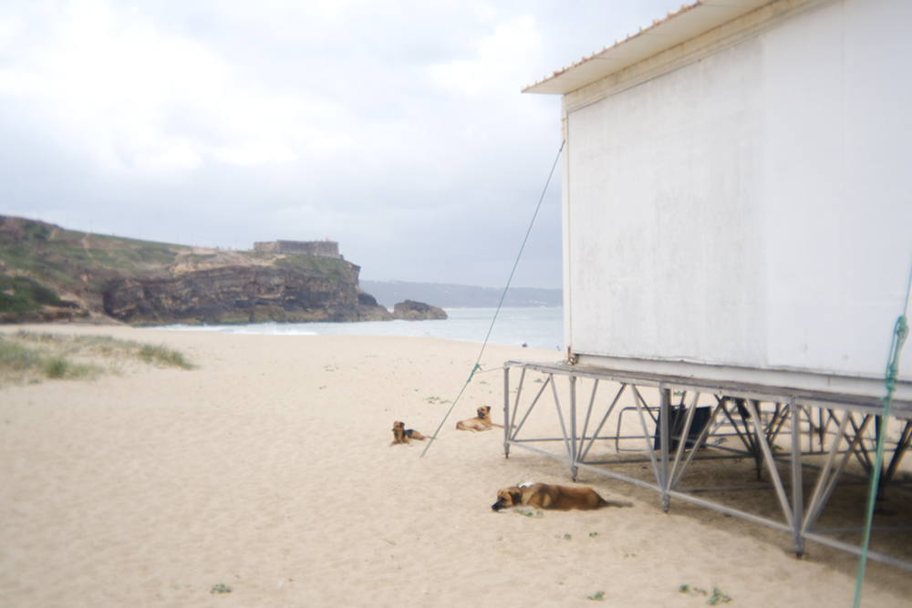 Portugal with dogs, www.DOGvision.eu
