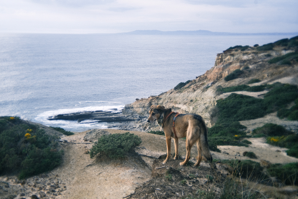Portugal with dogs, www.DOGvision.eu