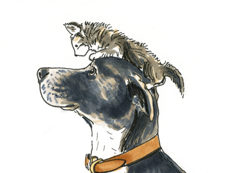 Daily dog drawings, creative drawing challenge, dog illustration, www.DOGvision.eu