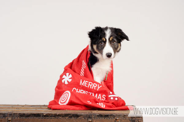 DOGvision | Christmas photoshoot ideas for dogs