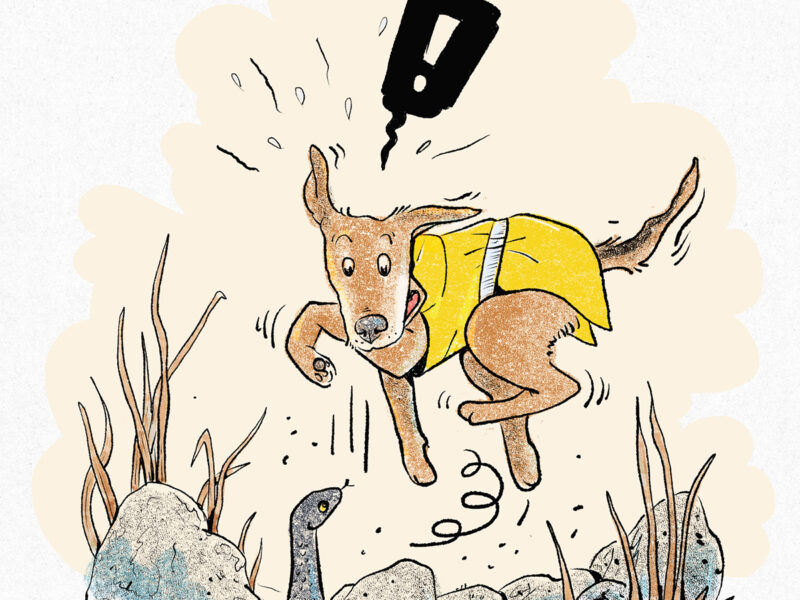 Dog + snake encouter, dog illustration, www.DOGvision.eu
