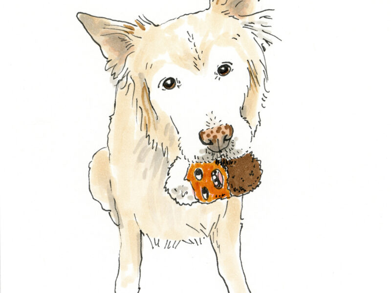 100 day creative challenge, drawing dog portraits from Instagram. www.DOGvision.eu