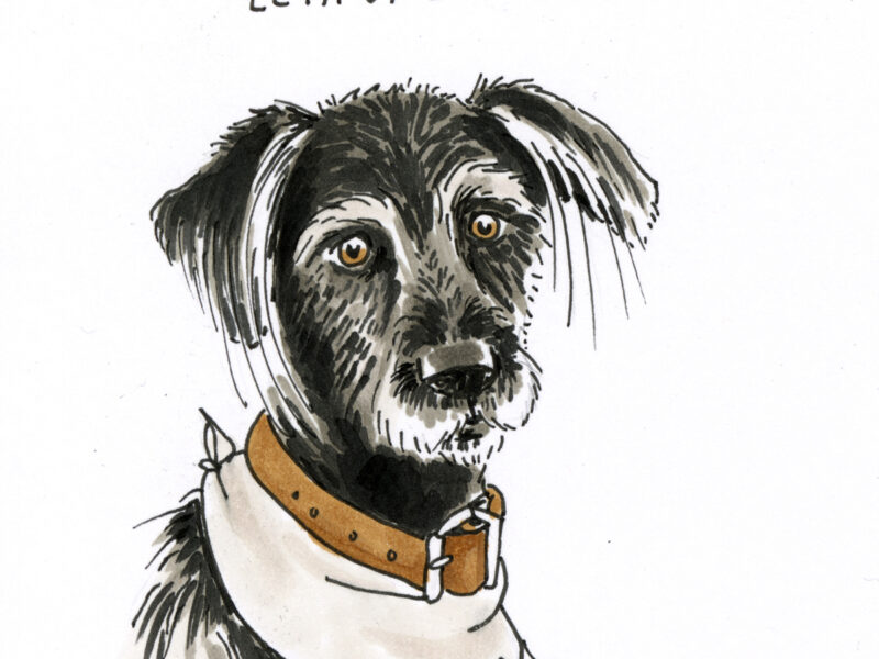 daily dog portrait drawings, dog illustrations, dogs of Instagram, dog community, www.DOGvision.eu