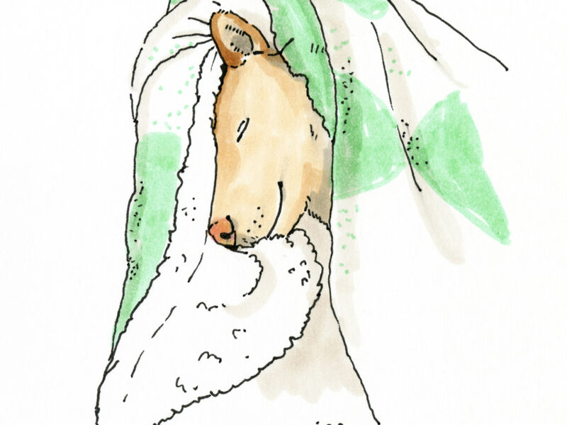DOGvision 100 day dog drawing challenge, the 100 day projects, dog illustration, www.DOGvision.eu