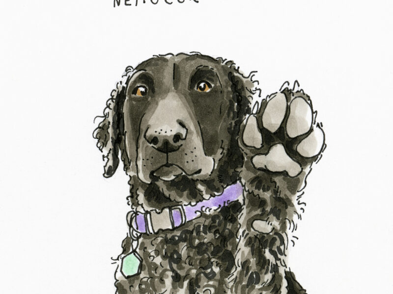 #the100dayproject, drawing challenge, drawing dog illustrations from the dogs of Instagram community, www.DOGvision.eu