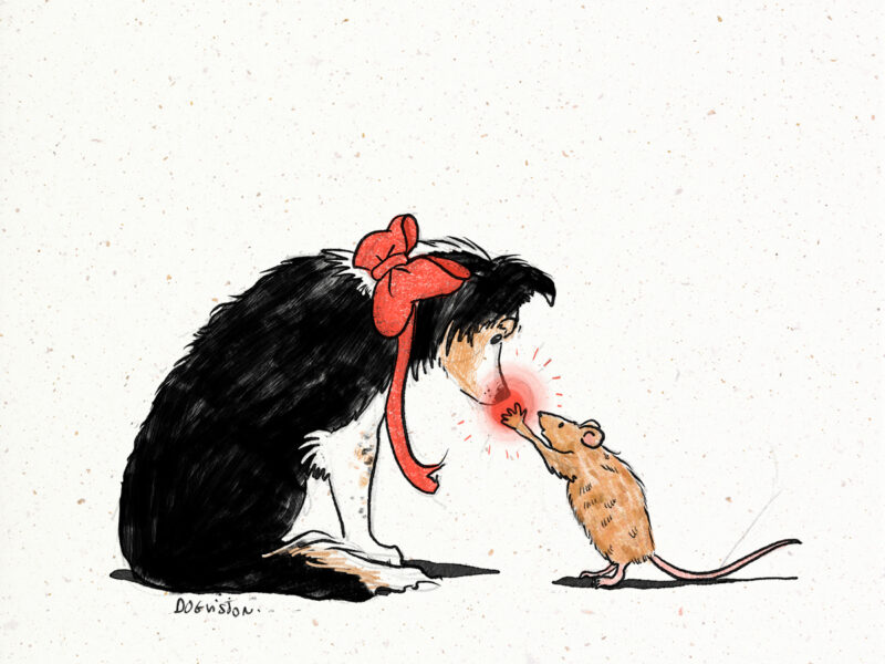 Border Collie dog and mouse, red ball/light, red nosed reindeer, big red bow ti