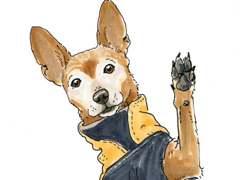 100 day project, drawing one dog a day, dog illustration, www.DOGvision.eu